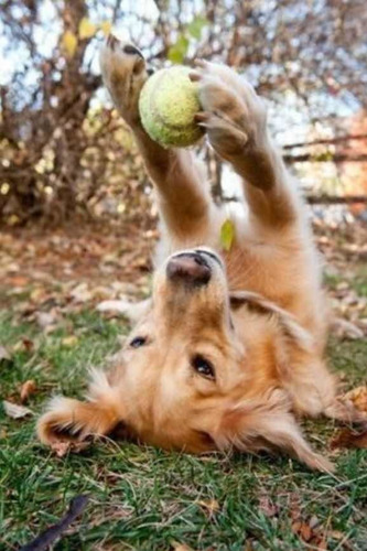 Imagen 4 de 5 de Pension / Guardería Canina Alojamiento Para Perros En Caba