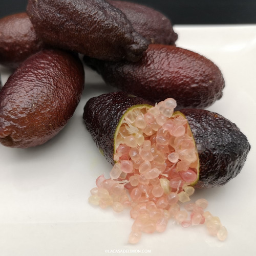 Kit 3 Árbol Limón Caviar Injerto, Frutal Certificada