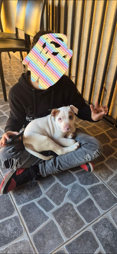 Cachorro América Bully