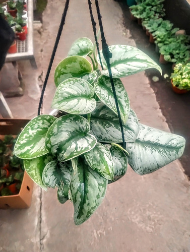 Pothus Silver - Pictus Plateado - Planta De Interior
