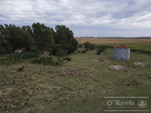 Imagen 5 de 20 de Campo De 155 Has En Venta En Benito Juarez - 100 % Agrícola