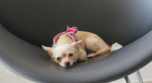 Guarderia Canina- Razas Chicas Sin Caniles Y Cupo Reducido