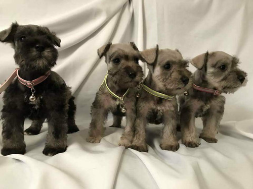 Cachorros Schnauzer Miniatura