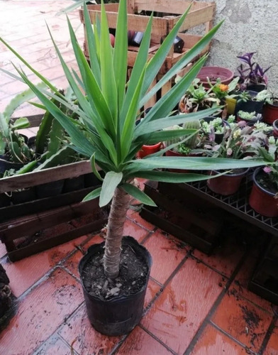 Yuca De Tronco + Maceta Premium En Soporte - Pie De Hierro