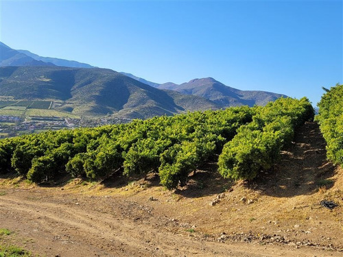 Imagen 6 de 15 de Agrícola En Venta En Monte Patria