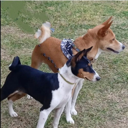 Cachorros Basenji Unica Camada