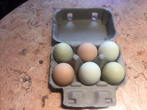 Vendo Huevos De Color De Gallinas Araucanas Libres Y Felices