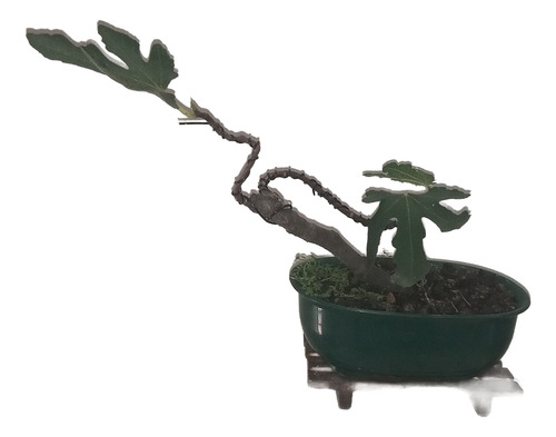 Bonsai De Higuera Da Higos Negros Maceta Ovalada Plástico