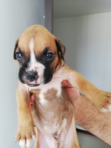 Imagen 5 de 6 de Cachorros Boxer