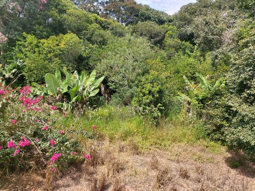 Imagem 12 de 14 de Chacara Ibiúna 2.000 Mts Ampla Casa, Pomar ! Esc. Registrada