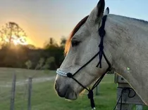 Comprar Maroma Bozales Para Caballo Caballos Adultos Y Potrillos