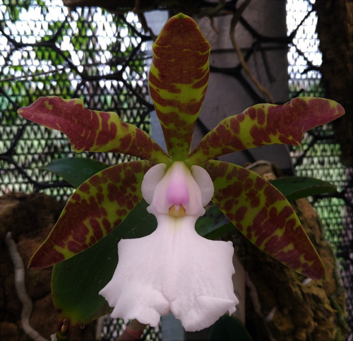 Cattleya Aclandiae Albescens Leticia Self - 2 Anos P Florir