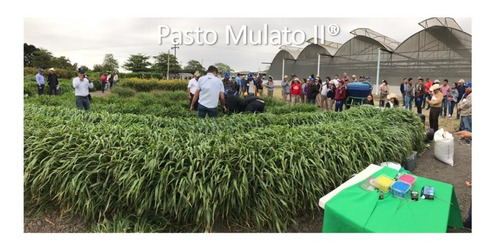 8 Kg. Pasto Mulato Ii Hibrido De Semillas Papalotla