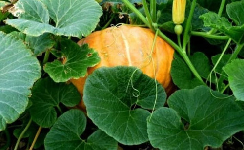 Calabaza Enredadera 50 Semillas