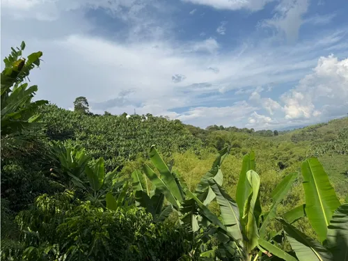 Venta Finca Circasia Cafe - Platano - Banano - 12.5 Cuadras
