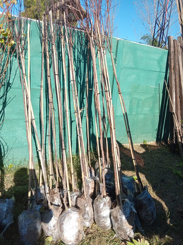 Ciruela Genovesa Arbol Grande 2,8m - E,gratis. Rosa