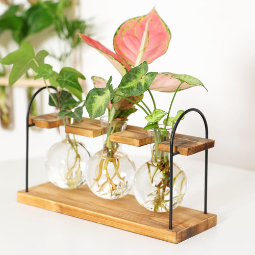 Florero Hidropónico, Florero De Cristal, Planta, Terrario,