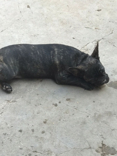 Imagen 2 de 3 de Bulldog Francés Hembra Atigr