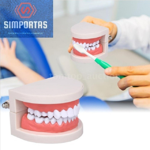 Modelo Dental Enseñanza Únicos Con Cepillo Bambú Pacard
