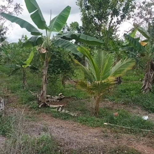 Se Vende Finca En Monte Plata 