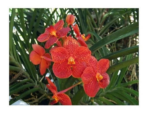 Kit 02 Mudas De Orquídea Vanda - Vermelha - 10 A 15cm | Parcelamento sem  juros