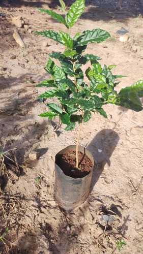 Imagem 3 de 5 de Muda De Cambuci 40cm + Brinde Entrega Rápida