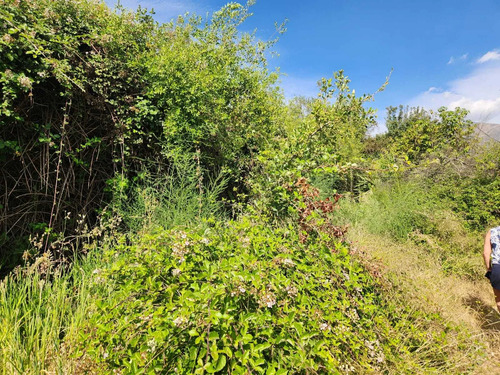 Hacienda De 5.000 M² En Lo Cañas Con Riego (173166)