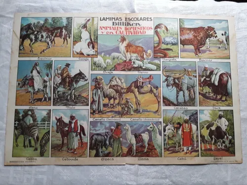 Animales Domesticos Y En Cautividad - Lamina Colec Billiken (Usado)