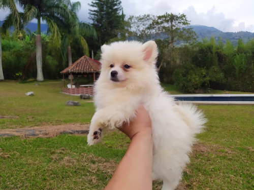 Cachorros Pomerania Mini Toy Lulú Perros En Venta Soledad