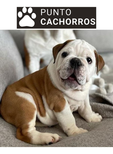 Bulldog Ingles 37 Atigrado