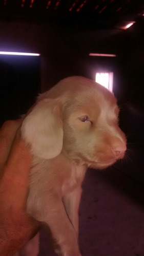 Ultimo Cachorrinho Da Ninhada De Cockspem Ja Operado