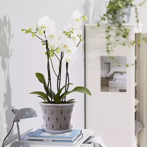 Macetas De Orquídeas Para Orquídeas, 8 Unidades