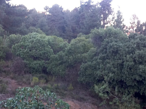 Sitio En Plan De Reñaca