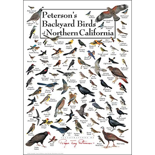 Póster De Aves Del Patio Trasero De Peterson Del Norte...