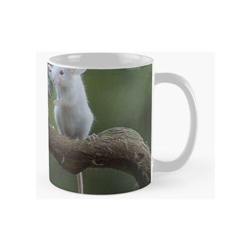 Taza Rana Y Ratón Calidad Premium