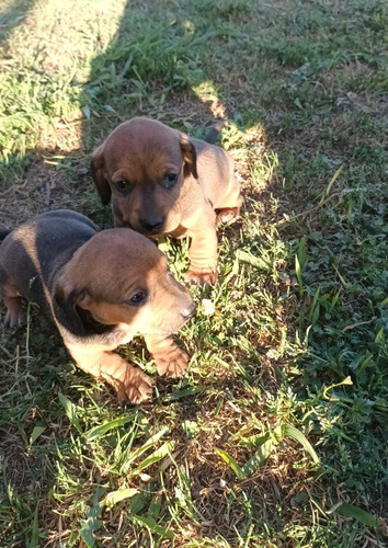 Imagen 3 de 5 de Cachorros Salchicha