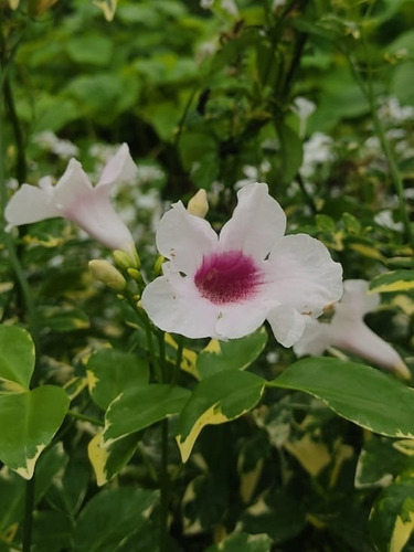 Bignonia Jazminoide Variegada Flor Blanca Greenonline Vivero