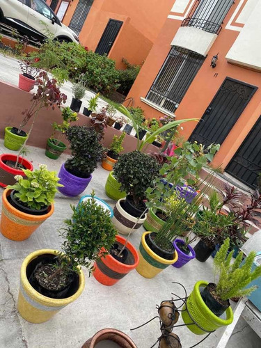 Imagen 8 de 12 de Maceteros Y Plantas Más De 30 Diferentes