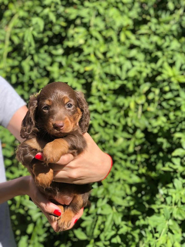 Dachshtund Mini Pelo Largo