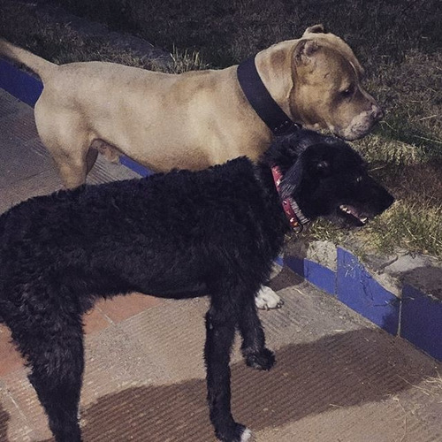 Imagen 6 de 10 de Hotel, Guardería Y Alojamiento De Perros