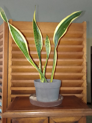 Planta De Sansevieria O Espada De San Juan.