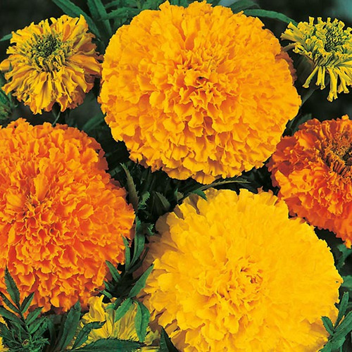 25 Sementes De African Marigold Gigante - Tagetes Cravo Flor