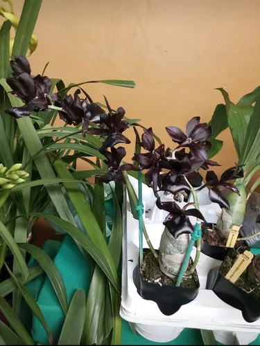 Orquídea Cattleya Y Orquídea Negra Con Envío | MercadoLibre