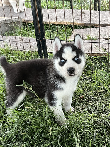 Siberianos Husky Negros Ojos Claros