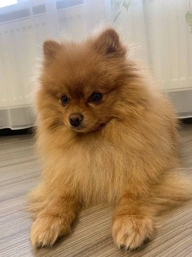 Pomerania 43 Beige
