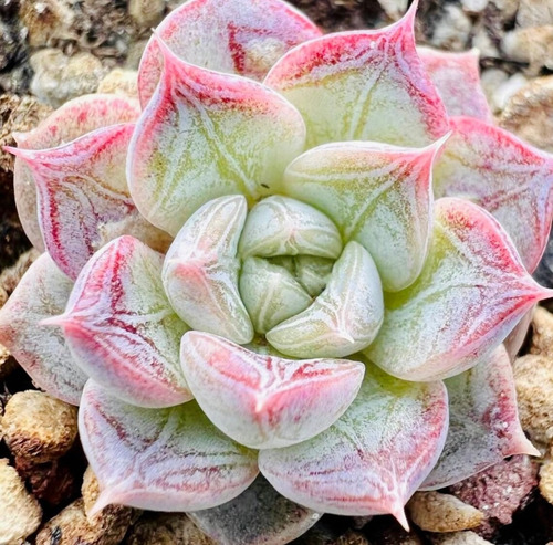 100 Semillas De Suculenta Rosado