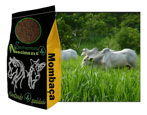 Sementes Capim Mombaça 20kg Vc48 - Imediato