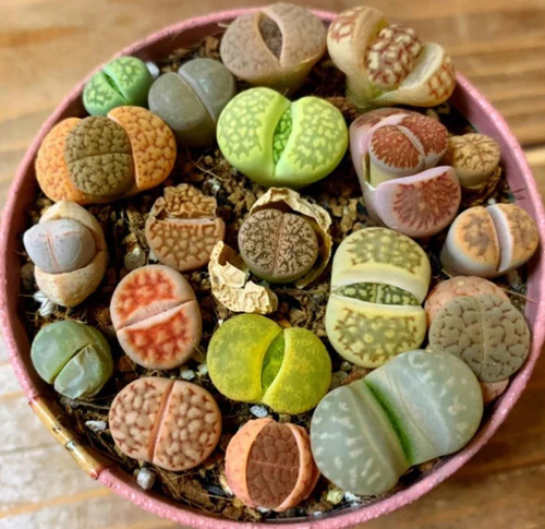 20 Semillas De Piedras Vivientes - Lithops