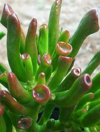 Crassula Ovata Gollum/ Orelha De Shrek