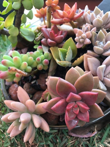 Kit Suculentas E Cactos Com 35 Mudas Diferentes + Brinde